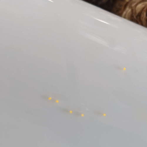 egg